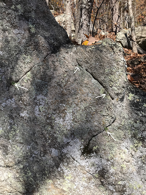 image of Asplenium pinnatifidum, Lobed Spleenwort