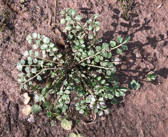 image of Cardamine hirsuta, Hairy Bittercress