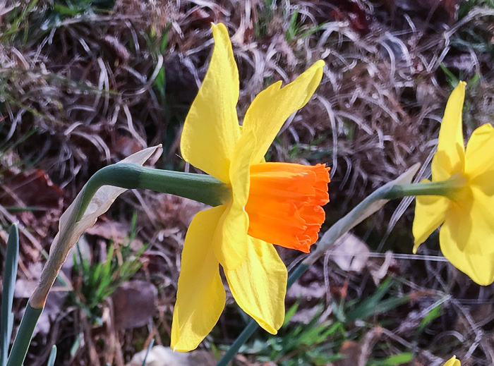 image of Narcissus ×incomparabilis, Nonesuch Daffodil