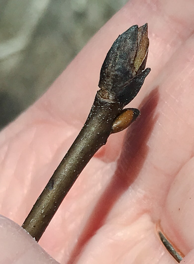 image of Carya glabra, Pignut Hickory