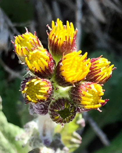 involucral bracts