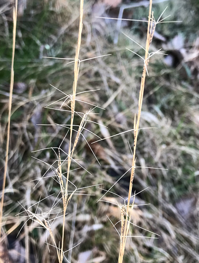 image of Aristida purpurascens, Arrowfeather, Arrowfeather Three-awn