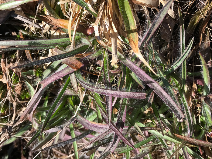 image of Tradescantia hirsuticaulis, Hairy Spiderwort