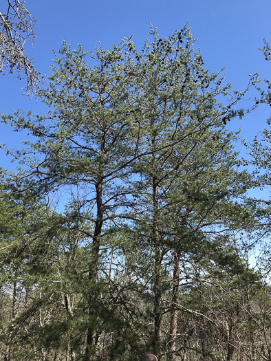 image of Pinus virginiana, Virginia Pine, Scrub Pine, Jersey Pine, Possum Pine