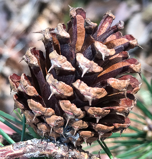 image of Pinus virginiana, Virginia Pine, Scrub Pine, Jersey Pine