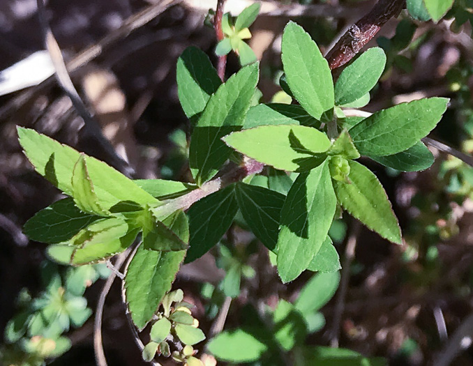 image of Spiraea thunbergii, Thunberg's Meadowsweet