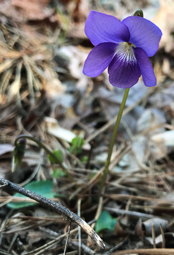 image of Viola emarginata var. 5, Sword-leaved Violet