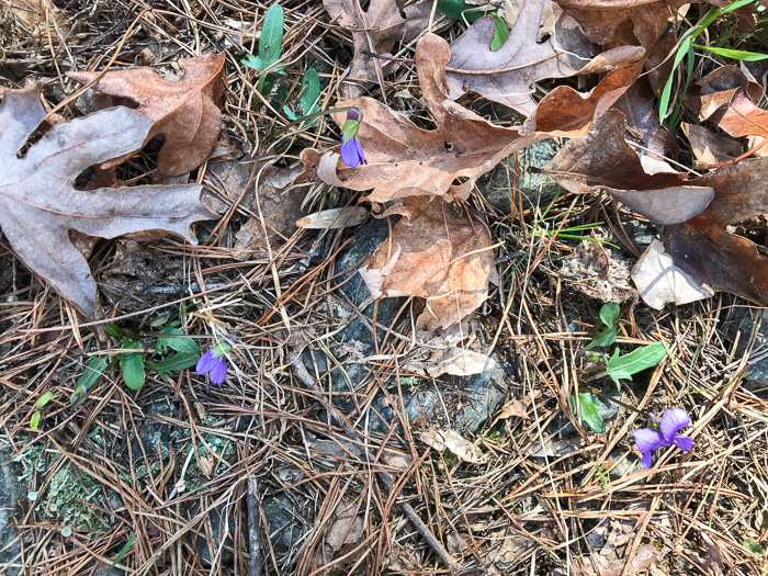 image of Viola emarginata var. 5, Sword-leaved Violet