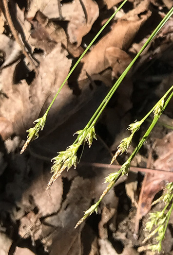 image of Carex albicans var. albicans, White-tinged Sedge, Architectural Sedge