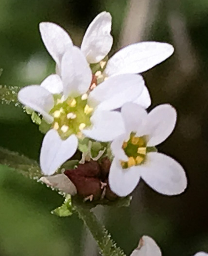 image of Micranthes virginiensis, Early Saxifrage