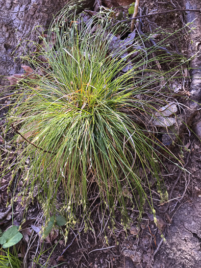 image of Carex albicans var. albicans, White-tinged Sedge, Architectural Sedge