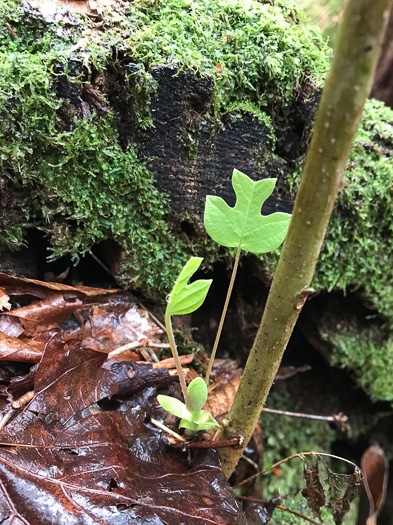 image of Liriodendron tulipifera var. tulipifera, Tuliptree, Yellow Poplar, Whitewood