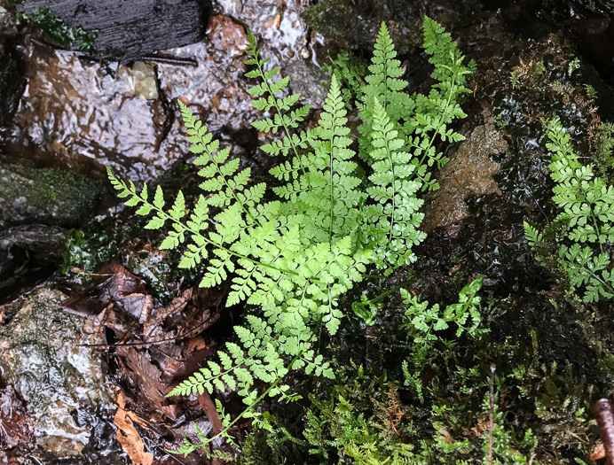 image of Cystopteris protrusa, Lowland Bladder Fern, Spreading Bladder Fern