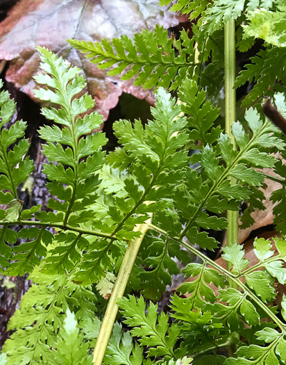 image of Dryopteris intermedia, Evergreen Woodfern, Fancy Fern, Intermediate Woodfern