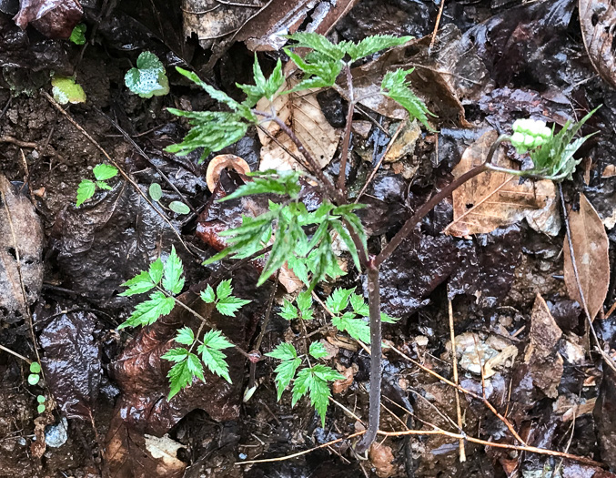 image of Actaea pachypoda, Doll's-eyes, White Baneberry, White Cohosh