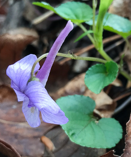 image of Viola rostrata, Longspur Violet