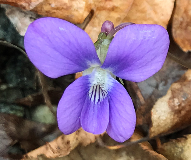 image of Viola palmata var. palmata, Wood Violet, Southern Three-lobed Violet