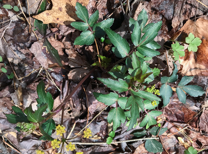 image of Zizia trifoliata, Mountain Golden-Alexanders