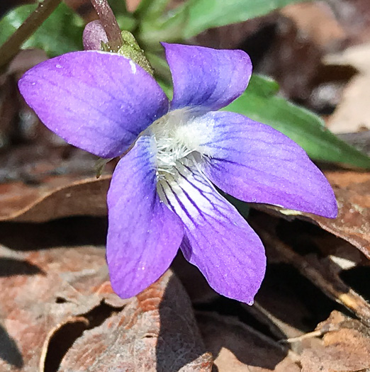 image of Viola subsinuata var. subsinuata, Wavyleaf Violet
