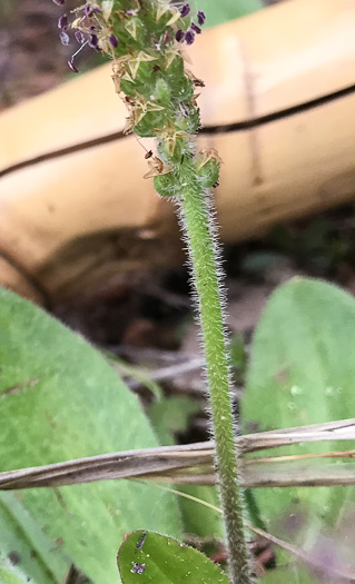 image of Plantago virginica, Virginia Plantain, Southern Plantain, Paleseed Plantain, Hoary Plantain