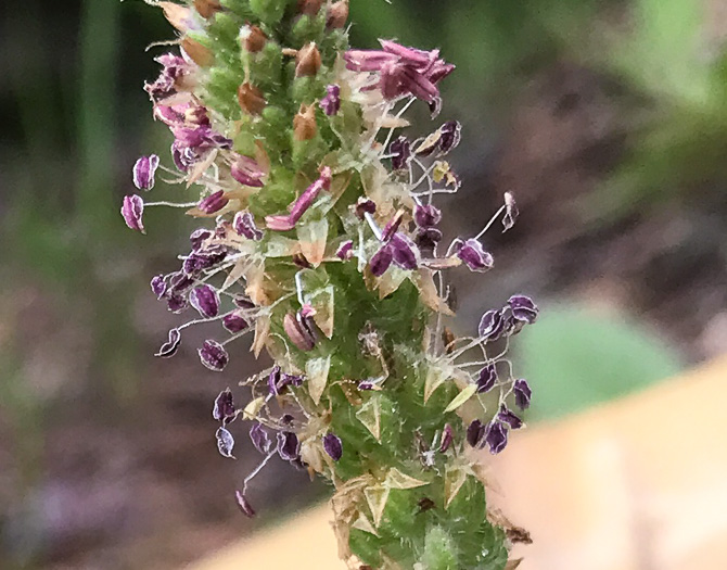 image of Plantago virginica, Virginia Plantain, Southern Plantain, Paleseed Plantain, Hoary Plantain