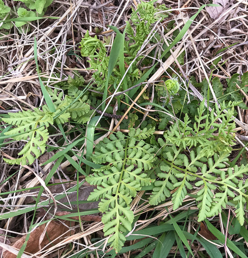 image of Woodsia obtusa ssp. obtusa, Blunt-lobed Cliff Fern, Common Woodsia