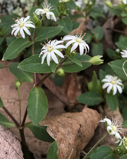 image of Stellaria pubera, Giant Chickweed, Star Chickweed, Great Chickweed, Common Starwort