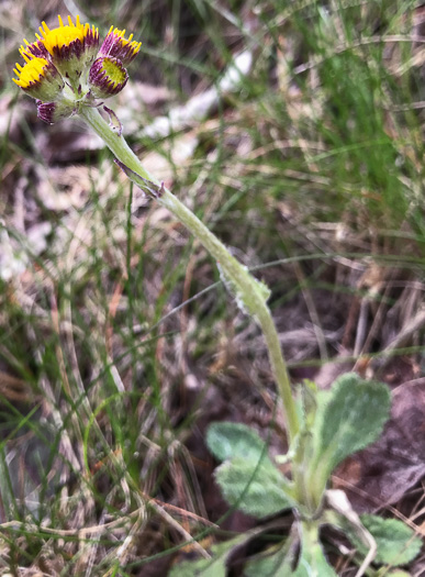 image of Packera obovata, Roundleaf Ragwort, Roundleaf Groundsel, Spatulate-leaved Ragwort, Running Ragwort