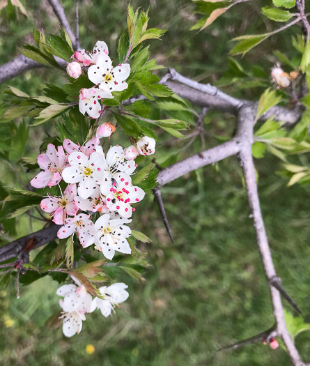 image of Crataegus marshallii, Parsley Hawthorn, Parsley Haw