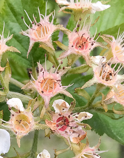 image of Crataegus mollis var. texana, Texas Downy Hawthorn