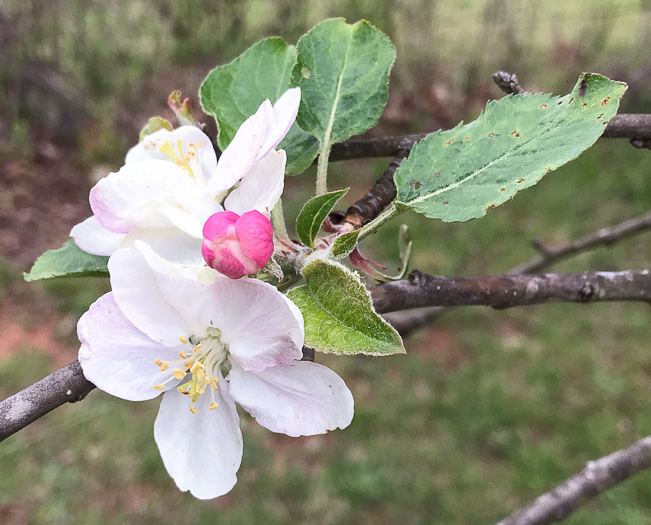 image of Malus domestica, Common Apple