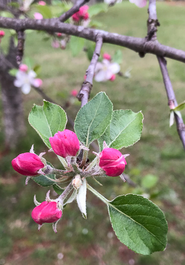 image of Malus domestica, Common Apple