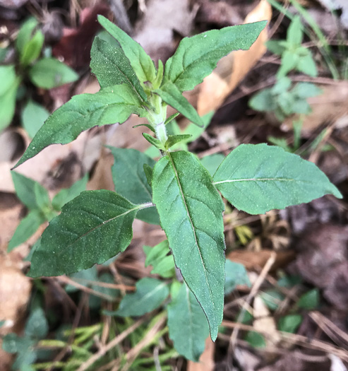 image of Pycnanthemum incanum +, Hoary Mountain-mint, White Mountain-mint