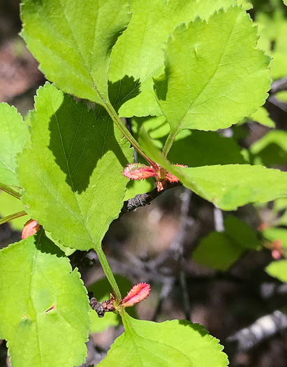 image of Crataegus aff. pinetorum, pineland hawthorn