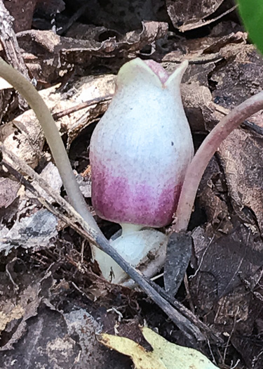 image of Hexastylis rhombiformis, French Broad Heartleaf, Carolina Heartleaf