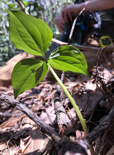 image of Trillidium undulatum, Painted Trillium, Striped Wake-robin