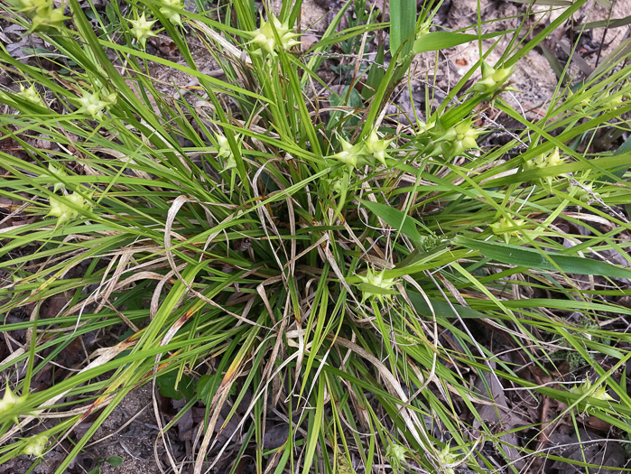 image of Carex intumescens var. intumescens, Bladder Sedge, Pregnant Sedge