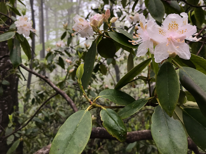 image of Rhododendron carolinianum, Carolina Rhododendron, Punctatum