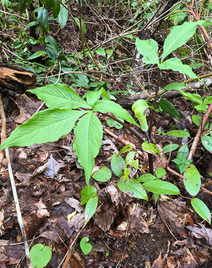 image of Arisaema triphyllum, Common Jack in the Pulpit, Indian Turnip