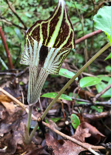 spathe