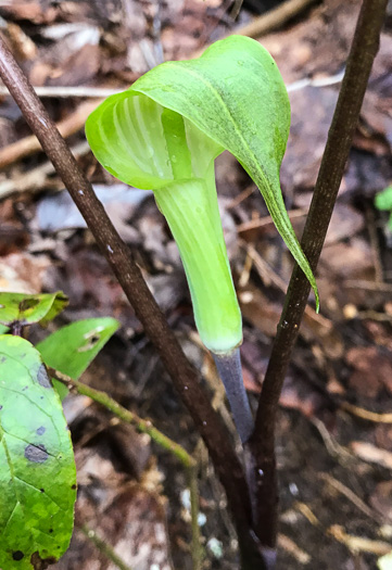 image of Arisaema triphyllum, Common Jack in the Pulpit, Indian Turnip