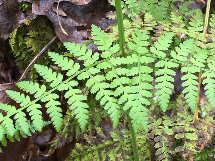 image of Dryopteris intermedia, Evergreen Woodfern, Fancy Fern, Intermediate Woodfern