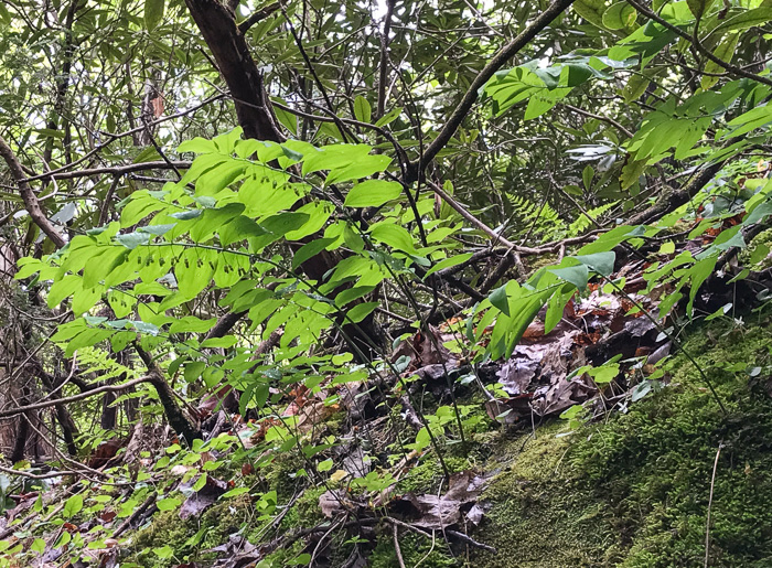 image of Polygonatum pubescens, Downy Solomon’s Seal, Hairy Solomon's Seal