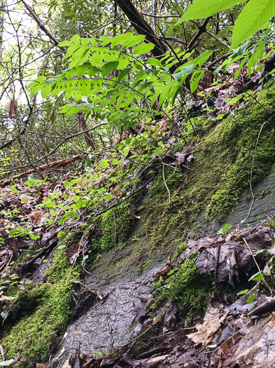 image of Polygonatum pubescens, Downy Solomon’s Seal, Hairy Solomon's Seal