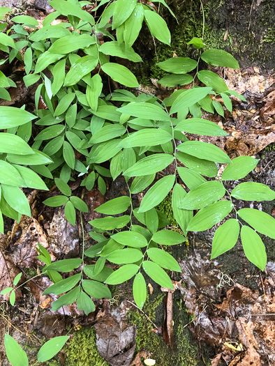 Polygonatum pubescens, Downy Solomon’s Seal, Hairy Solomon's Seal