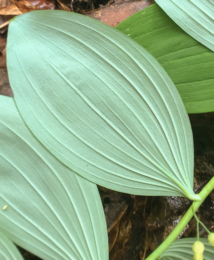 image of Polygonatum pubescens, Downy Solomon’s Seal, Hairy Solomon's Seal