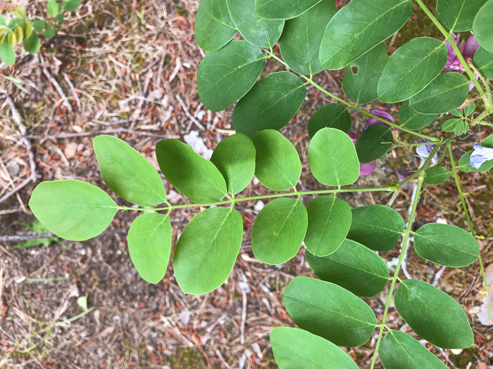 Robinia hispida var. rosea, Boynton's Locust