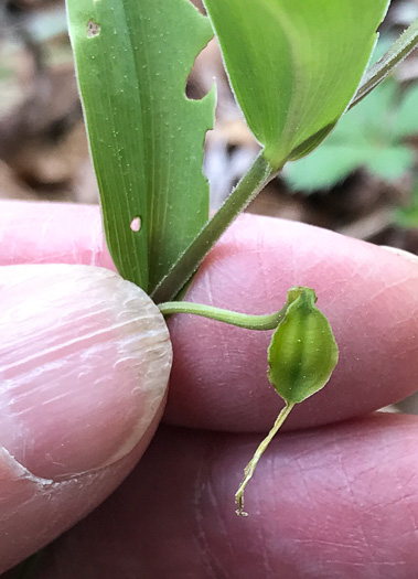 Uvularia puberula, Mountain Bellwort, Appalachian Bellwort, Carolina Bellwort, Coastal Bellwort