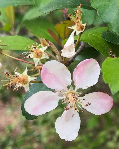 image of Malus angustifolia, Southern Crabapple, Wild Crabapple