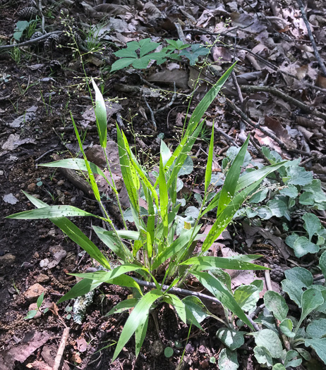 image of Dichanthelium laxiflorum, Open-flower Witchgrass, Open-flower Rosette Grass